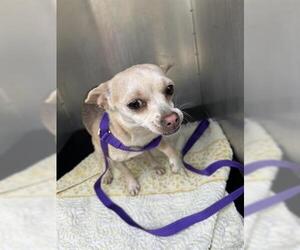 Chihuahua Dogs for adoption in San Martin, CA, USA