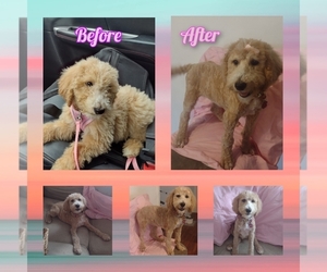 Poodle (Standard) Puppy for sale in EDGEWOOD, MD, USA