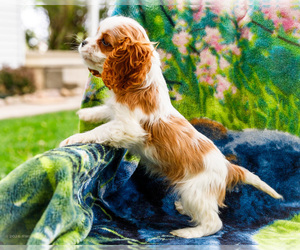 Cockalier Puppy for sale in WAKARUSA, IN, USA