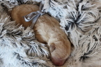 Small Australian Labradoodle-Poodle (Standard) Mix