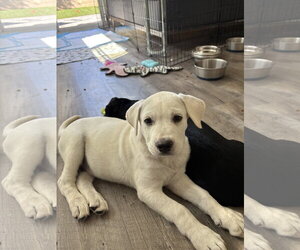 CR - Aspen - Male Labrador Retriever-Unknown Mix Dog for Adoption - Photo #2