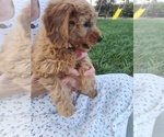 Small #3 Goldendoodle (Miniature)