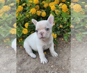 French Bulldog Puppy for sale in MODESTO, CA, USA