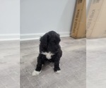Small Photo #21 Portuguese Water Dog Puppy For Sale in RINGWOOD, NJ, USA
