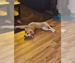 Small Photo #1 Labrador Retriever-Siberian Husky Mix Puppy For Sale in WHEAT RIDGE, CO, USA