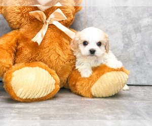 Cavachon Puppy for sale in CLEVELAND, NC, USA
