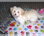 Small Photo #1 Havanese Puppy For Sale in ORO VALLEY, AZ, USA