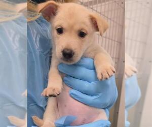 Siberian Husky-Unknown Mix Dogs for adoption in San Antonio, TX, USA