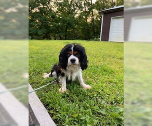 Cavalier King Charles Spaniel-Unknown Mix Dogs for adoption in Brooklyn Center, MN, USA