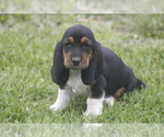 Puppy JEN Basset Hound
