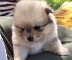 Small #2 Pomeranian