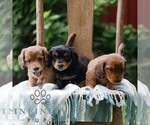 Small #1 Dachshund