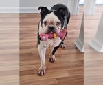 Small #1 English Boston Bulldog