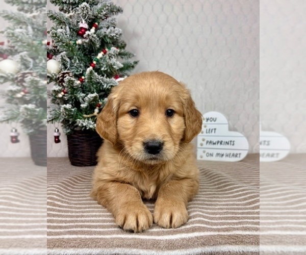 Medium Photo #6 Golden Retriever Puppy For Sale in GREENFIELD, IN, USA