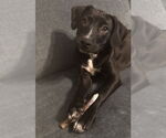 Small #1 Labrador Retriever Mix