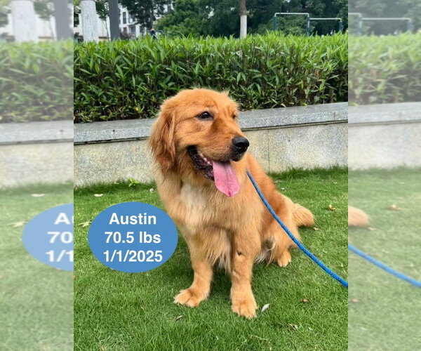 Medium Photo #3 Golden Retriever Puppy For Sale in West Hollywood, CA, USA