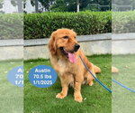 Small #2 Golden Retriever