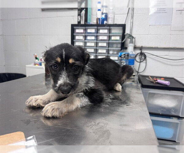 Medium Photo #1 German Wirehaired Pointer-Unknown Mix Puppy For Sale in San Andreas, CA, USA