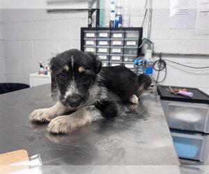 German Wirehaired Pointer-Unknown Mix Dogs for adoption in San Andreas, CA, USA