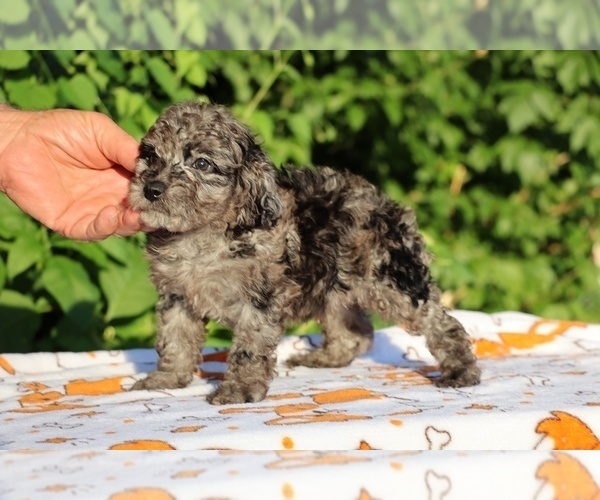 Medium Photo #15 Poodle (Toy) Puppy For Sale in DYERSBURG, TN, USA