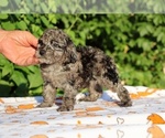Small #14 Poodle (Toy)