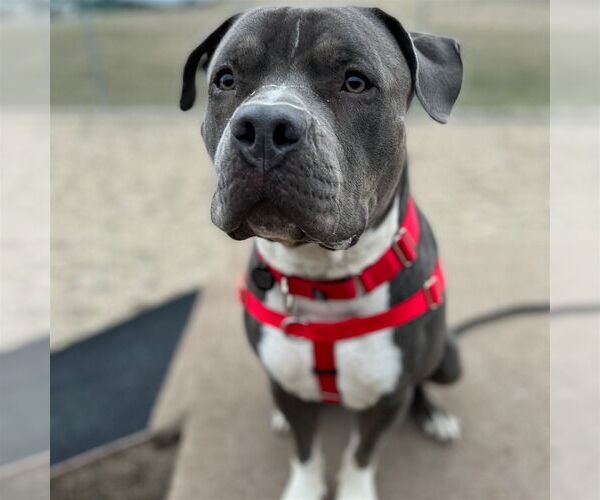 Medium Photo #36 American Pit Bull Terrier-Unknown Mix Puppy For Sale in Fargo, ND, USA