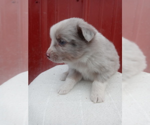 Miniature Australian Shepherd Puppy for sale in NILES, MI, USA