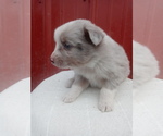 Small Photo #1 Miniature Australian Shepherd Puppy For Sale in NILES, MI, USA