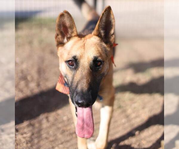 Medium Photo #1 German Shepherd Dog-Unknown Mix Puppy For Sale in San Antonio, TX, USA