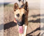 Small German Shepherd Dog Mix