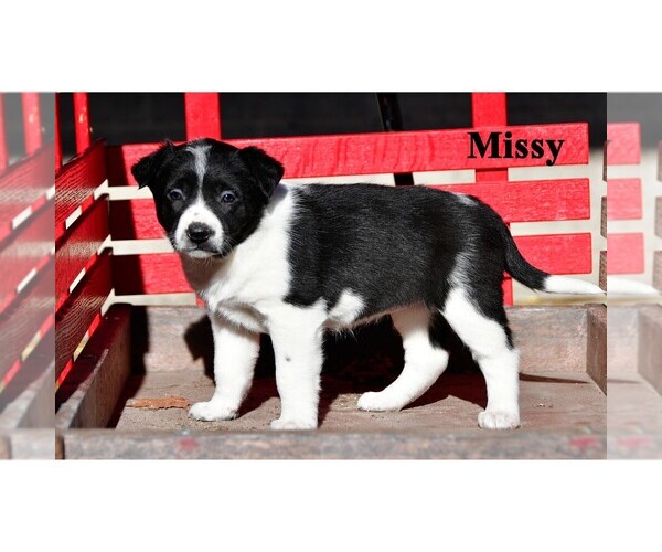 Medium Photo #30 Australian Cattle Dog-Border Collie Mix Puppy For Sale in CLARE, MI, USA