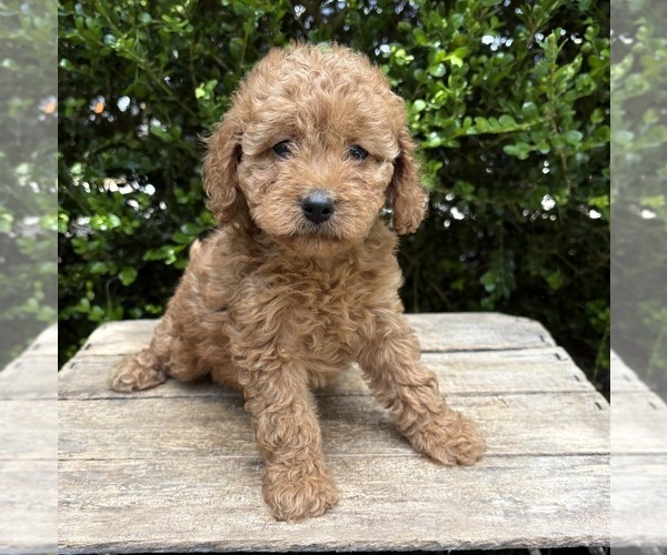 Medium Photo #1 Cockapoo (Miniature) Puppy For Sale in MIDDLEBURY, IN, USA
