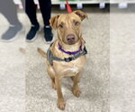 Small Photo #2 American Pit Bull Terrier-Labrador Retriever Mix Puppy For Sale in Minneapolis, MN, USA