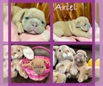 Puppy Ariel Bulldog