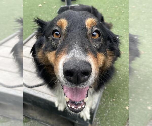 Medium Photo #1 Australian Shepherd Puppy For Sale in Woodland, CA, USA