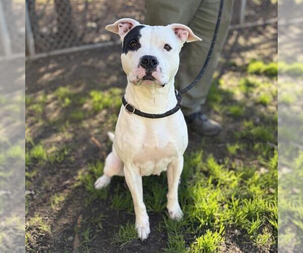 Medium Photo #4 Mutt Puppy For Sale in Modesto, CA, USA