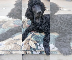 Poodle (Standard) Puppy for sale in CENTENNIAL, CO, USA