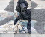 Small Poodle (Standard)