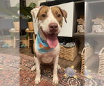 Small #12 American Pit Bull Terrier Mix