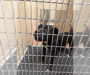 Mutt Dogs for adoption in Ogden, UT, USA