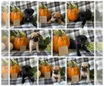Image preview for Ad Listing. Nickname: Litter of 9