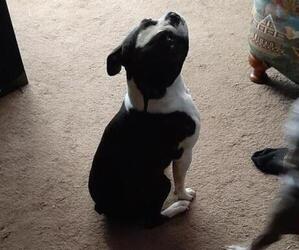 Boston Terrier Puppy for sale in ABILENE, TX, USA