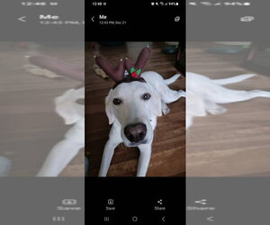 Piper (Valley) - Female Labrador Retriever-Unknown Mix Dog for Adoption - Photo #4