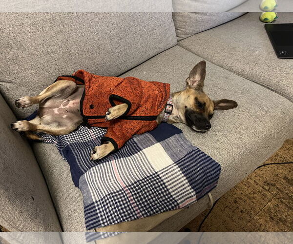 Medium Photo #8 Chihuahua-Unknown Mix Puppy For Sale in Bellevue, WA, USA