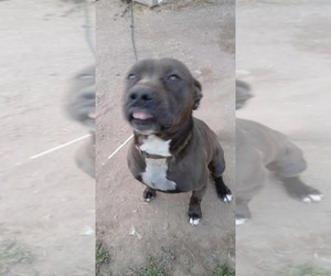Father of the American Staffordshire Terrier puppies born on 05/11/2025
