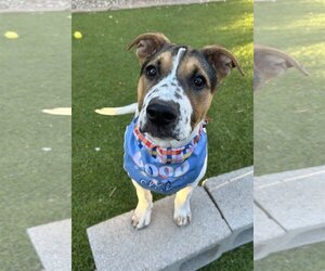 Mastiff-Unknown Mix Dogs for adoption in Phoenix, AZ, USA