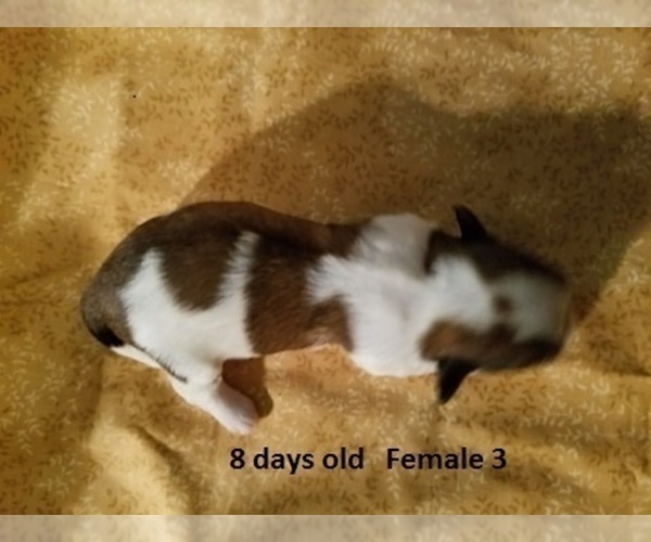 Medium Photo #8 Havanese Puppy For Sale in DREXEL, MO, USA