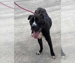 American Pit Bull Terrier-Unknown Mix Dogs for adoption in Pasadena, TX, USA