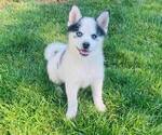 Small Photo #7 Pomsky Puppy For Sale in RAYMOND, WA, USA