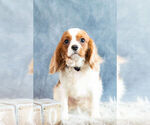 Small Photo #13 Cavalier King Charles Spaniel Puppy For Sale in WARSAW, IN, USA